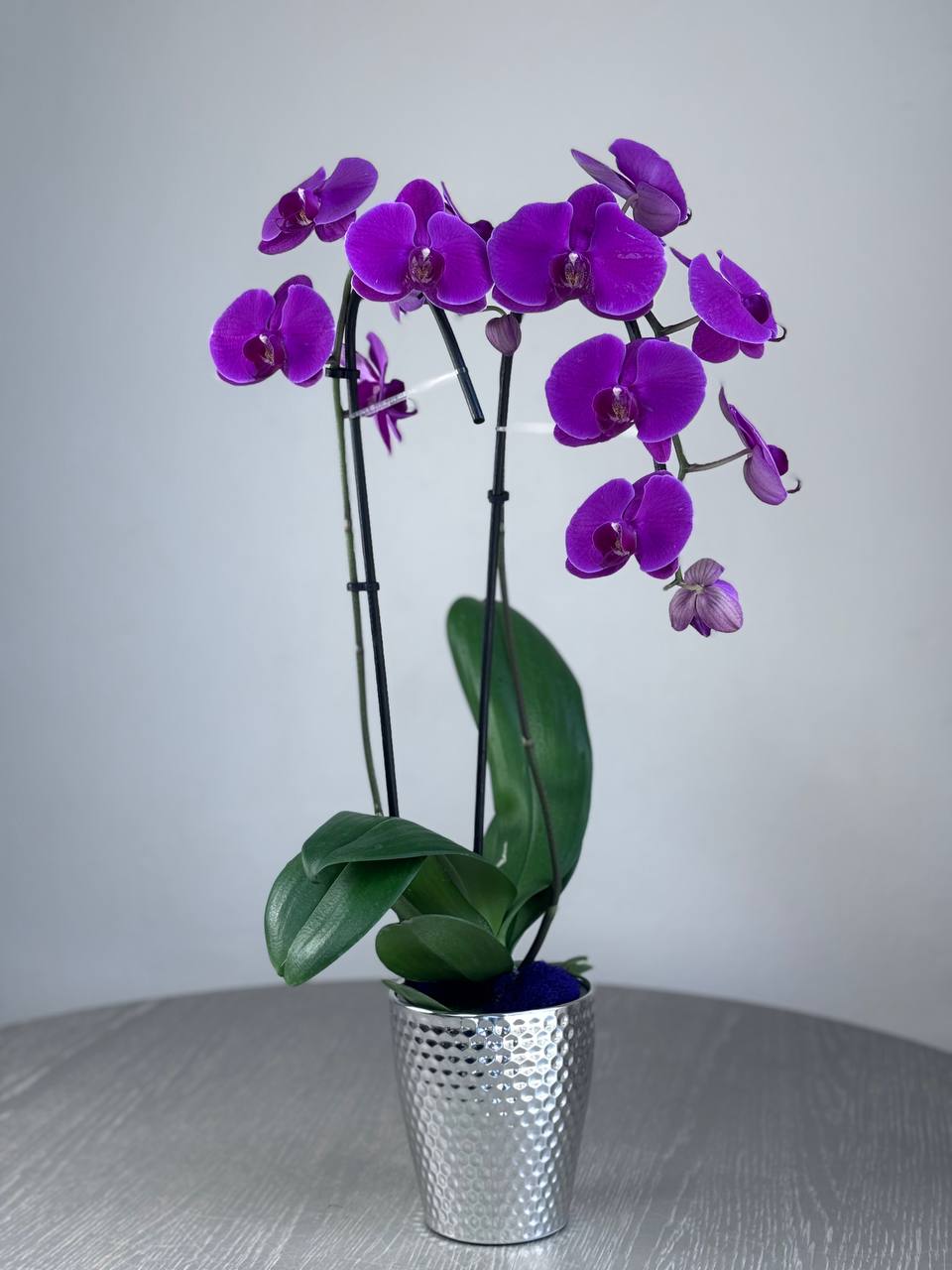 Orchid - 2 Stems