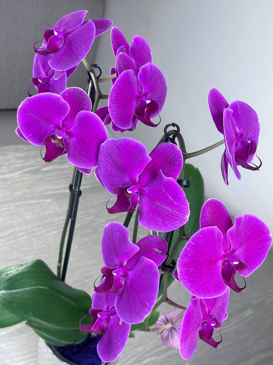 Orchid - 2 Stems