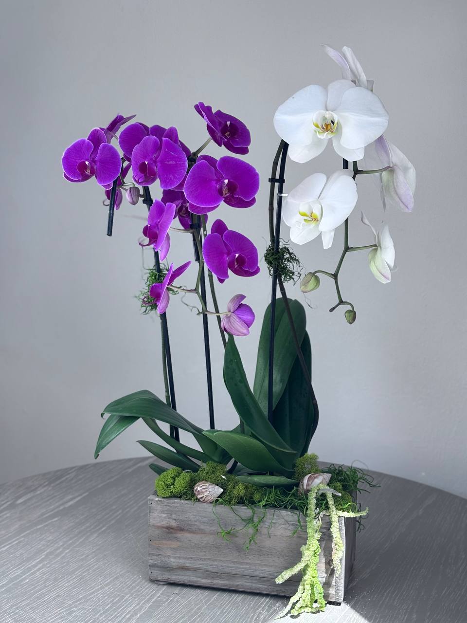 Orchid - 3 Stems