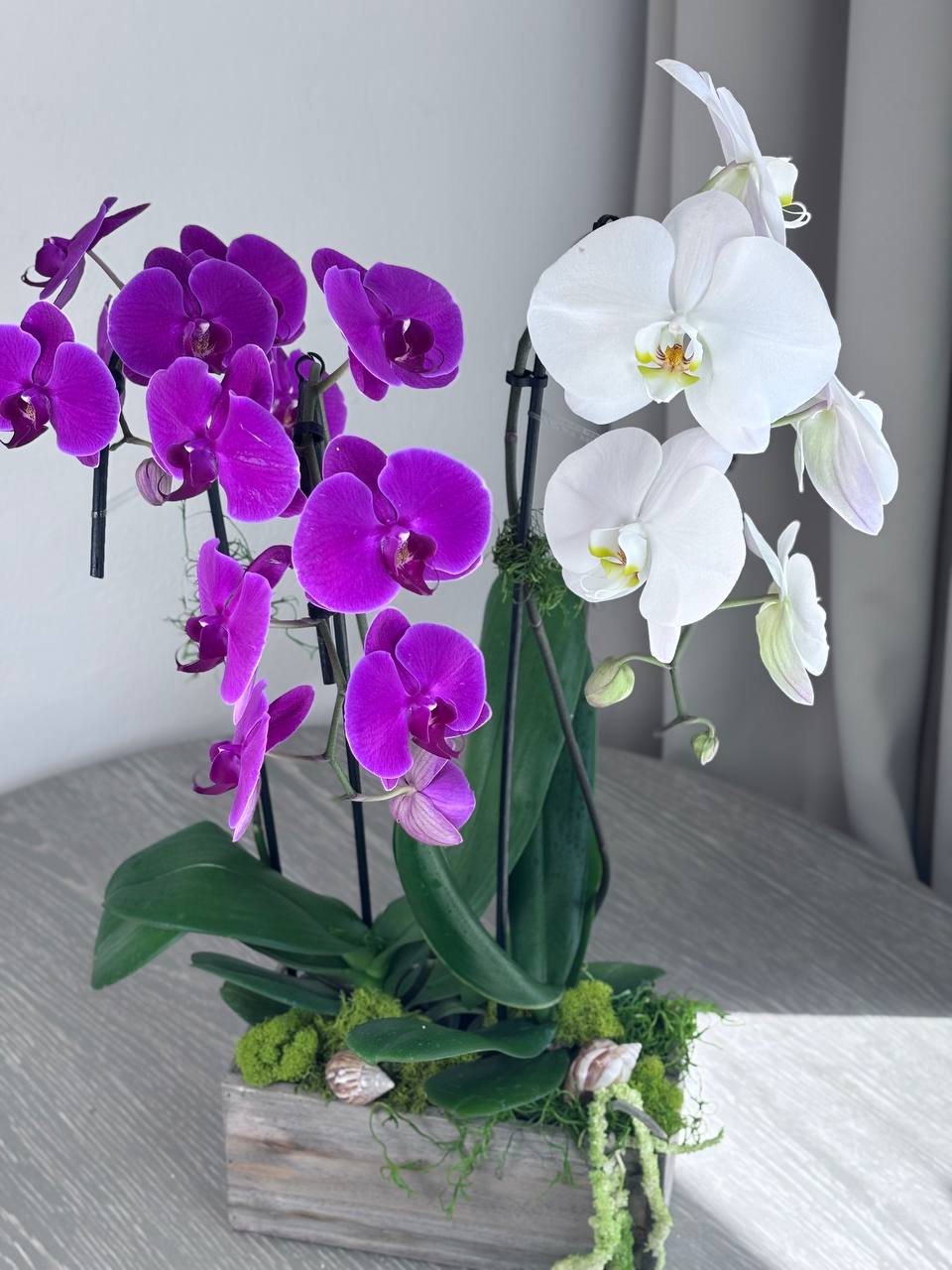 Orchid - 3 Stems