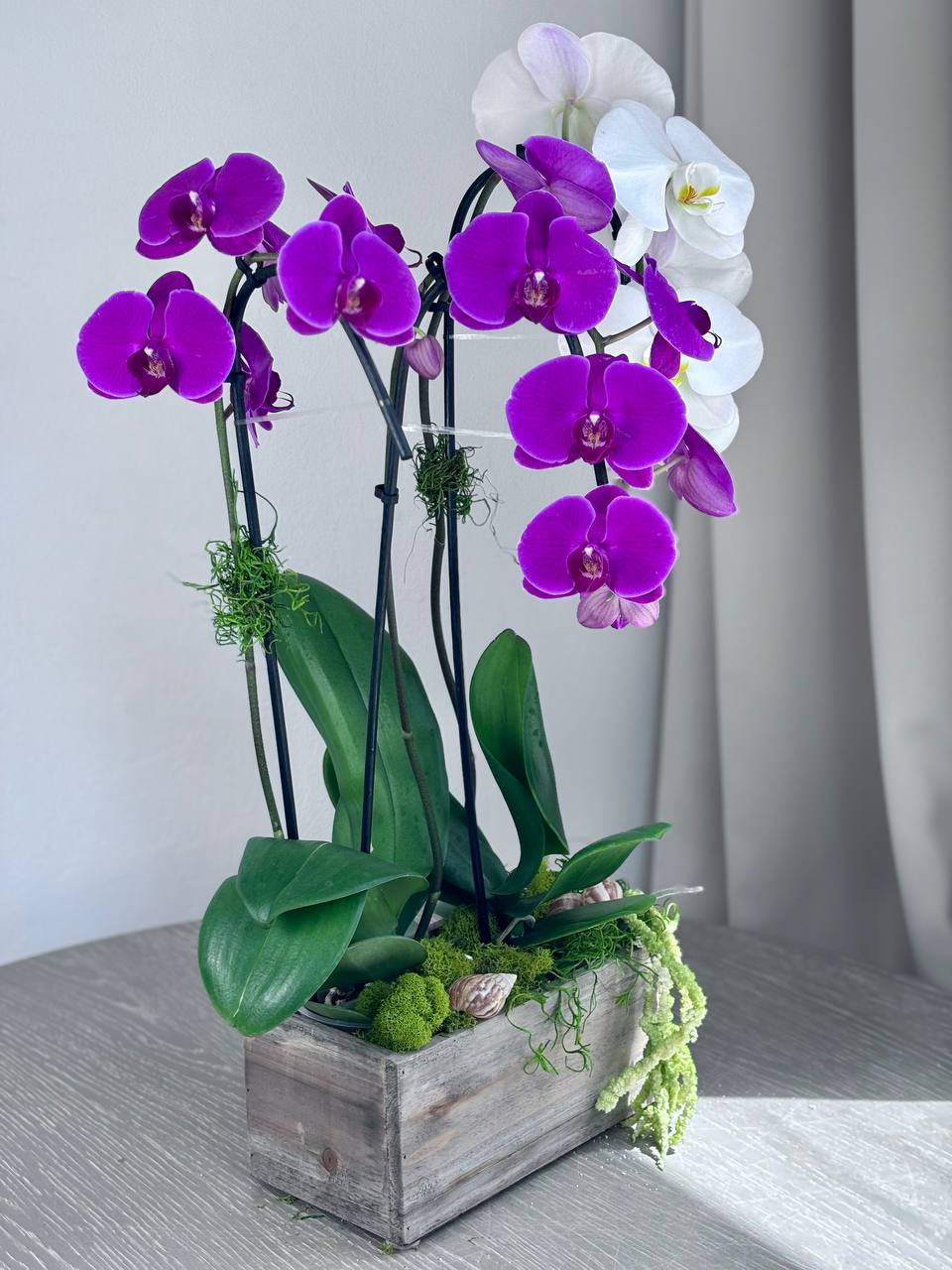 Orchid - 3 Stems