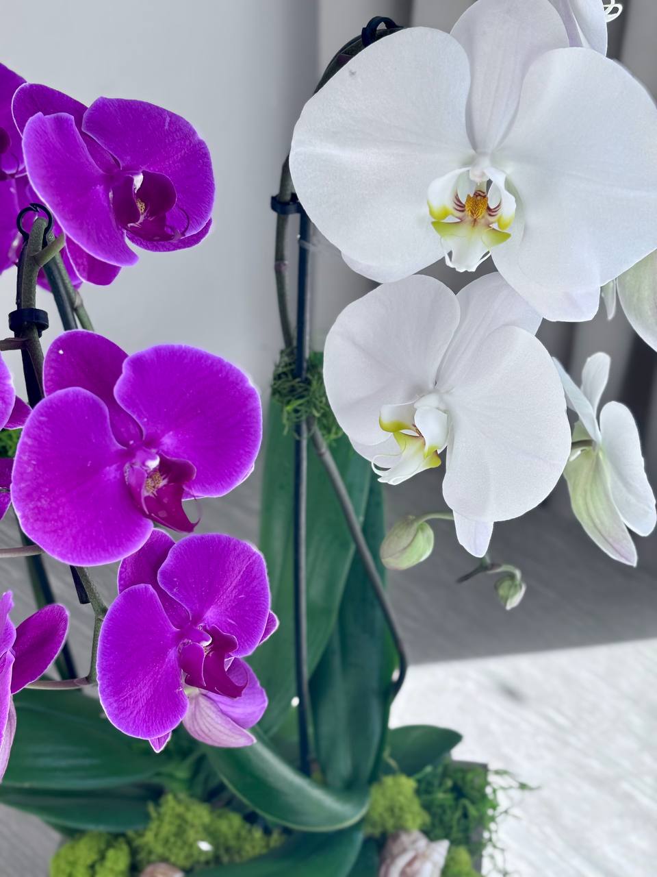 Orchid - 3 Stems