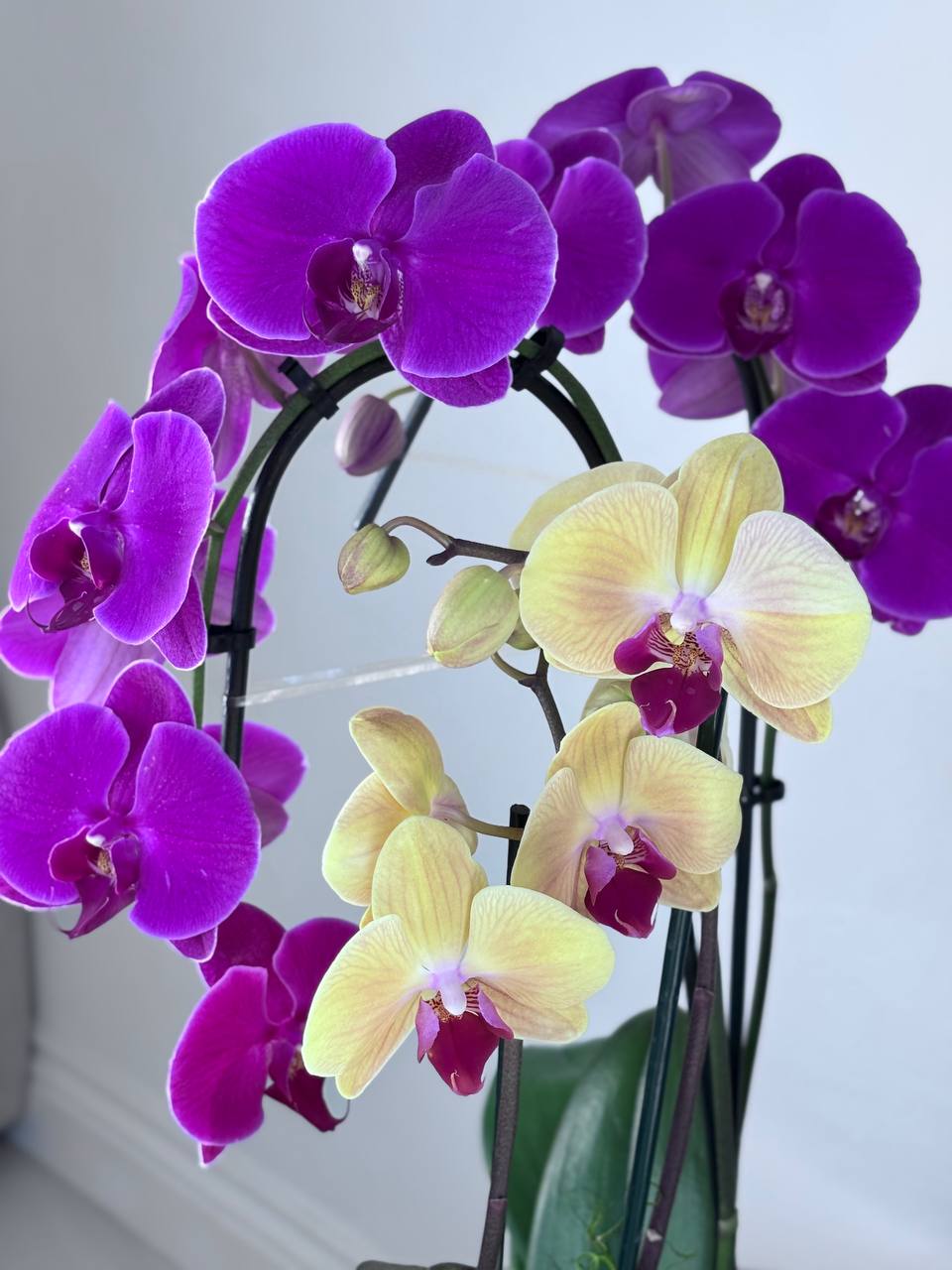 Orchid - 3 Stems