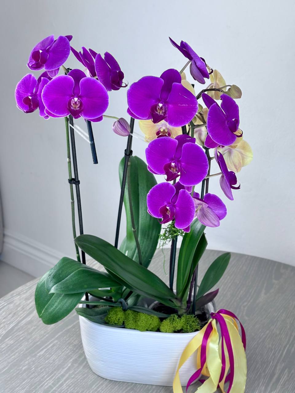 Orchid - 3 Stems