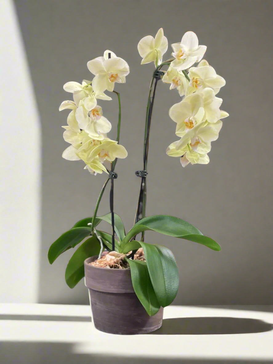 Orchid - 2 Stems