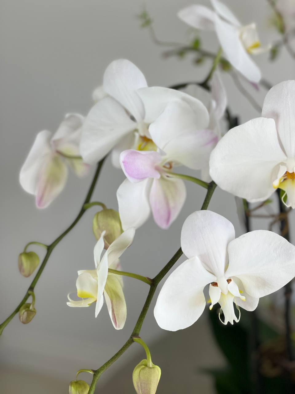 Orchid - 6 Stems