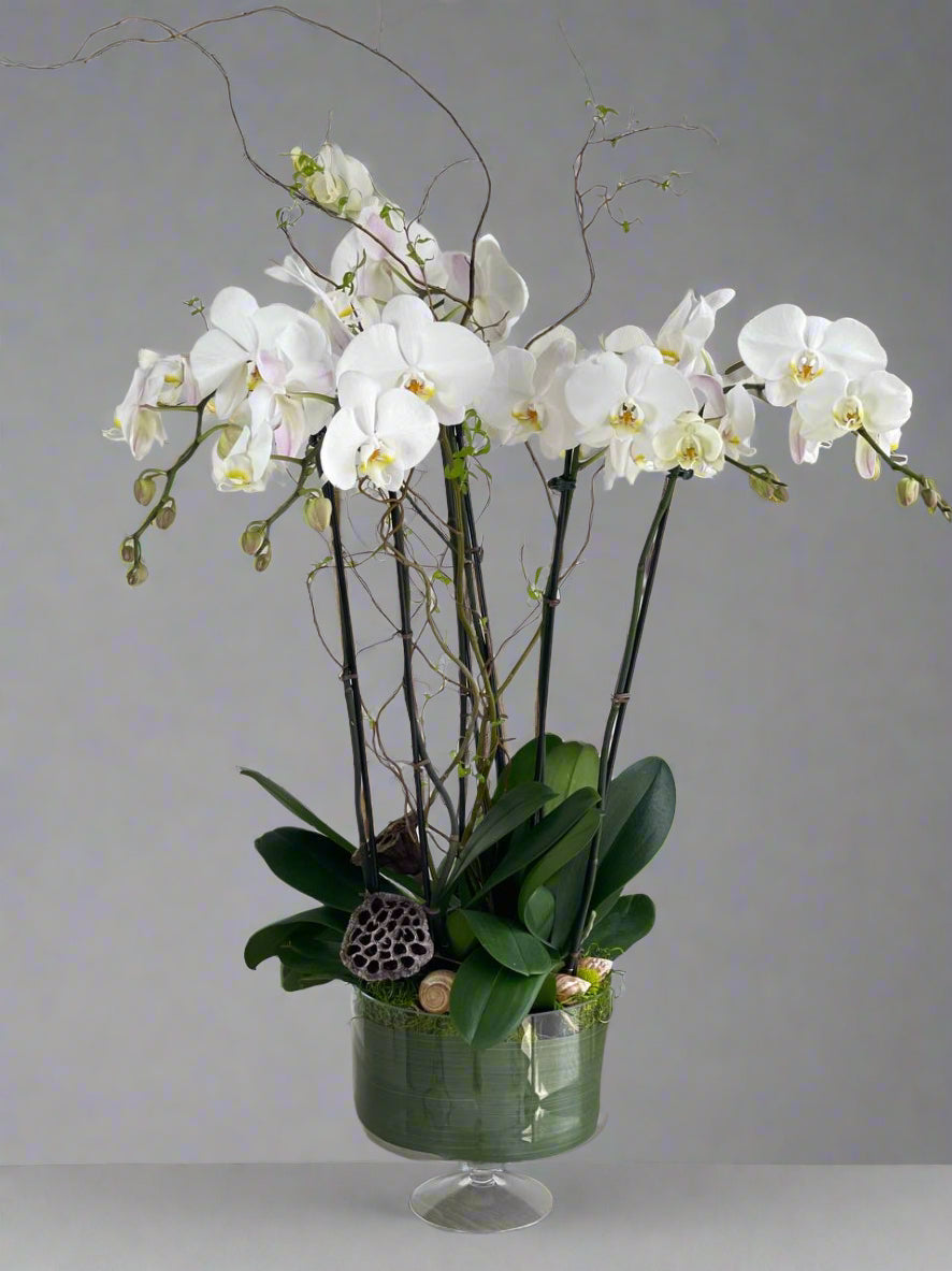 Orchid - 6 Stems