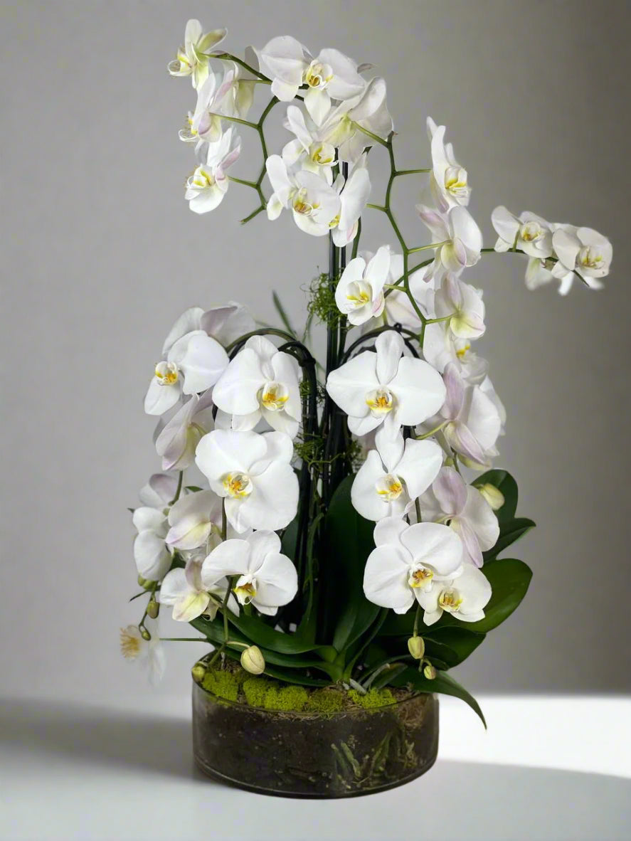 Orchid - 8 Stems