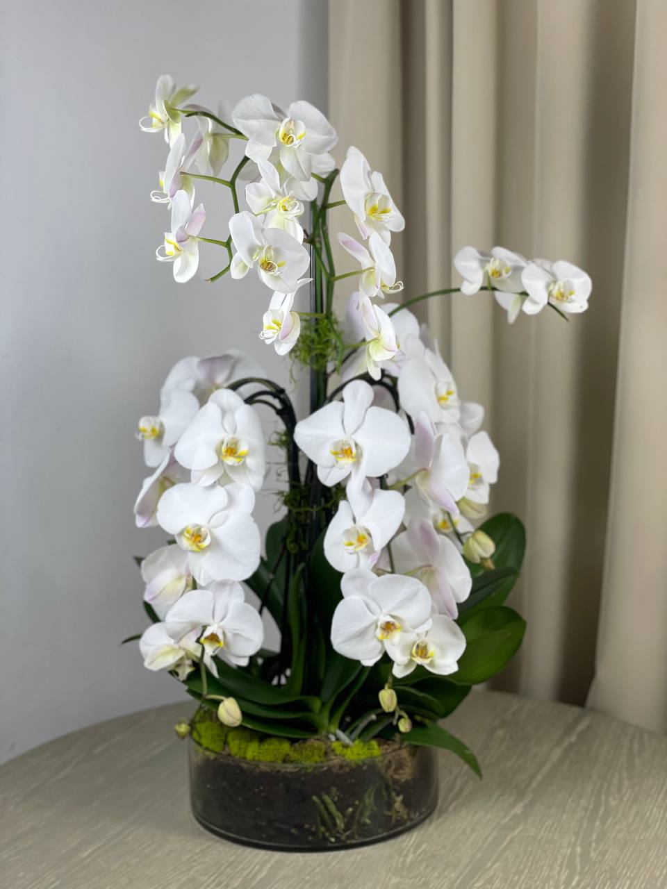 Orchid - 8 Stems