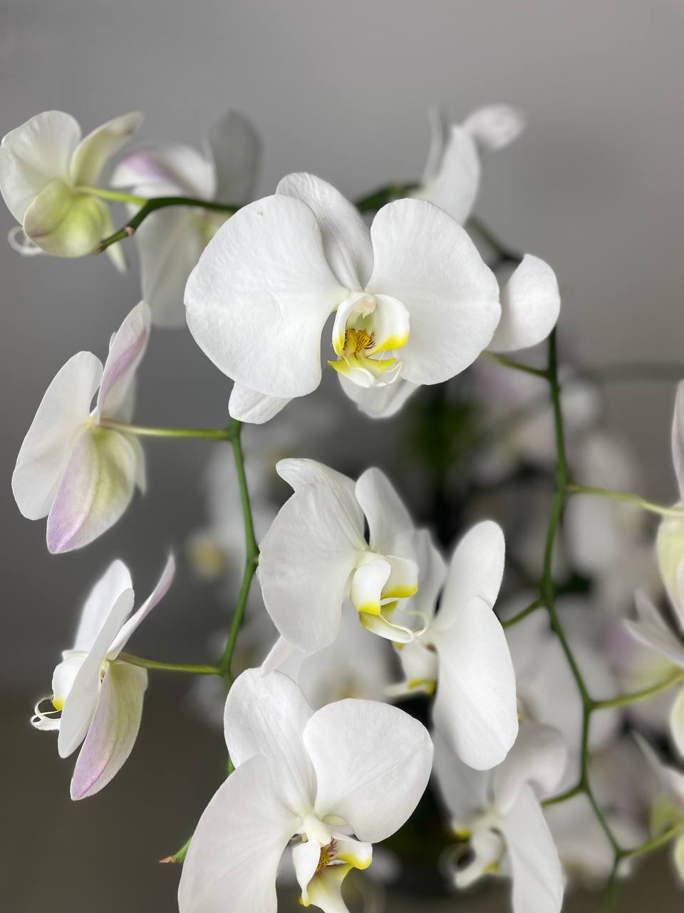 Orchid - 8 Stems