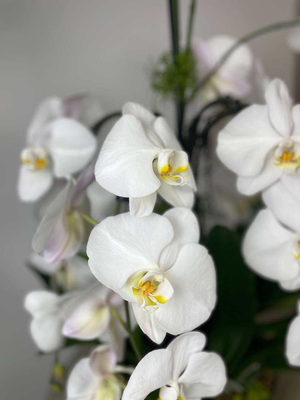 Orchid - 8 Stems