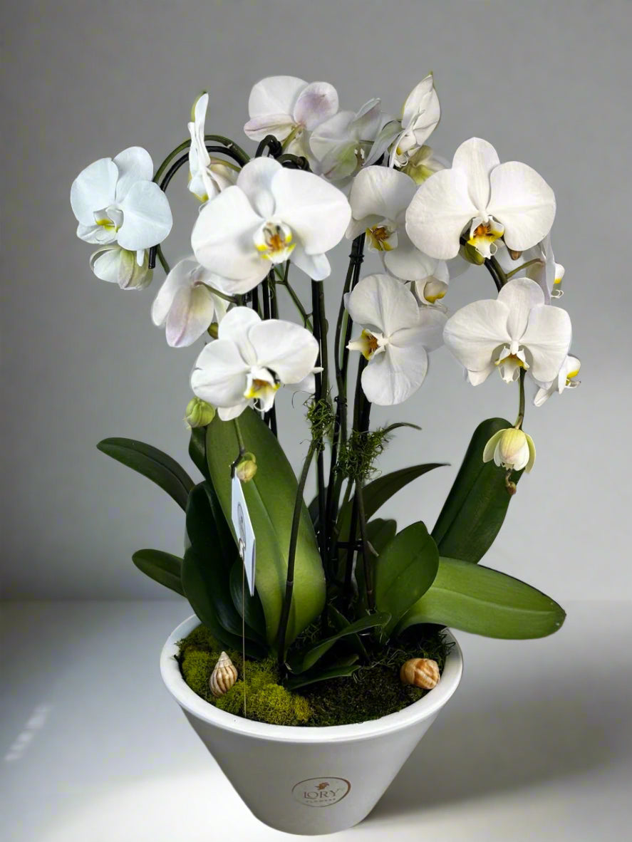 Orchid - 6 Stems