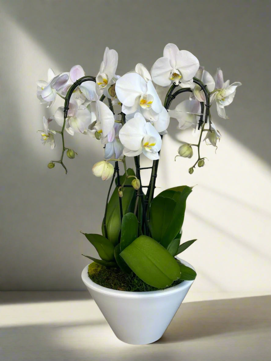 Orchid - 6 Stems