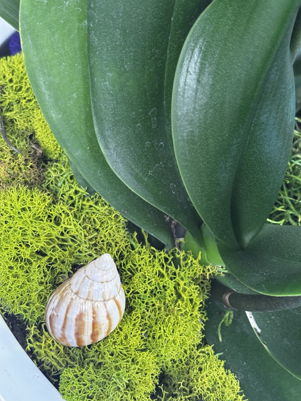Orchid - 6 Stems
