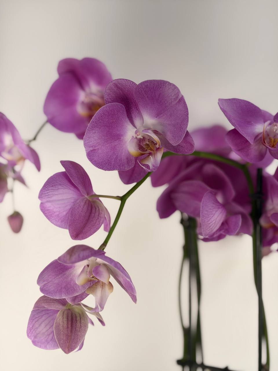 Orchid - 4 Stems