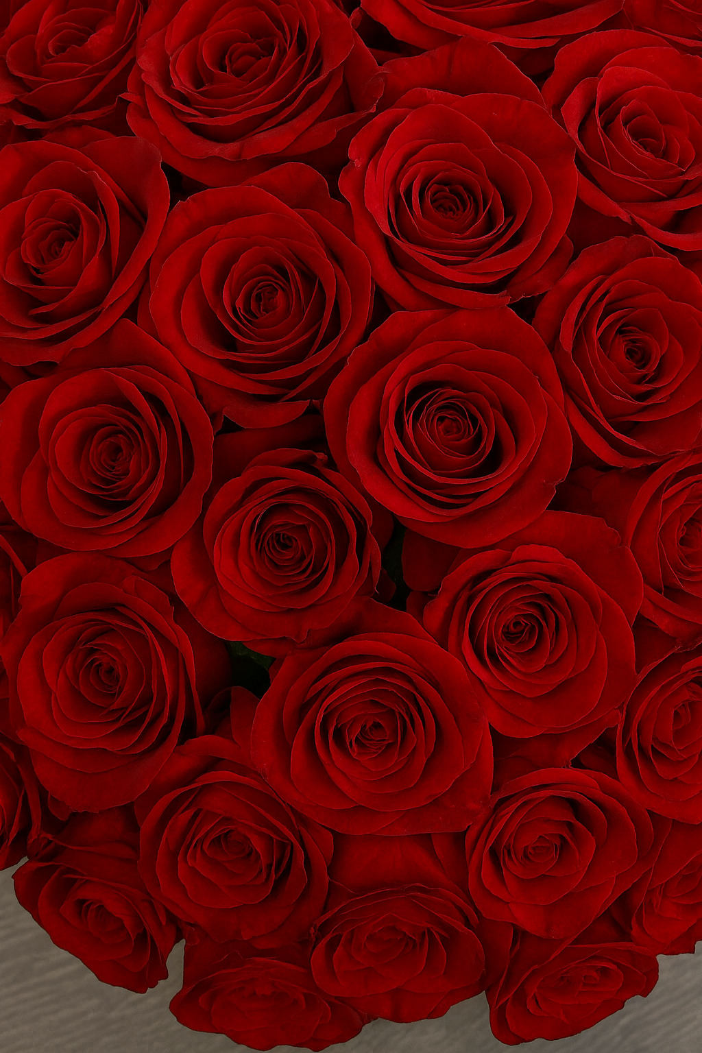 100 Red Roses