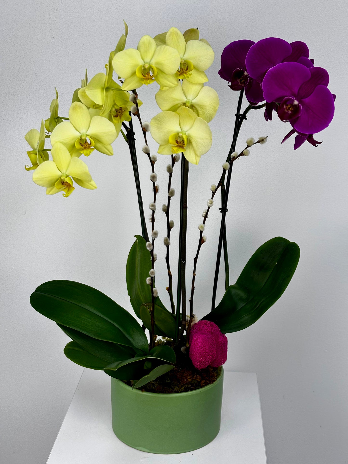 Orchid - 3 Stems