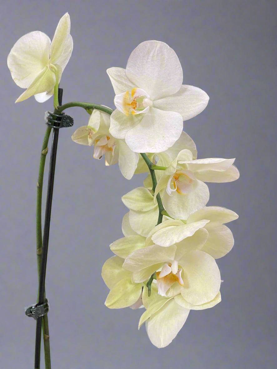 Orchid - 2 Stems
