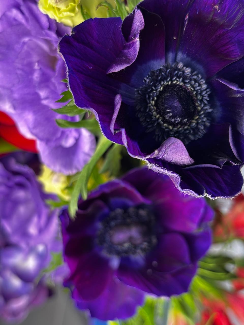 Velvet Symphony