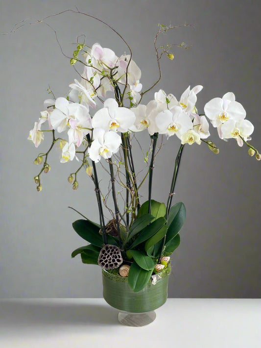 Orchid - 6 Stems