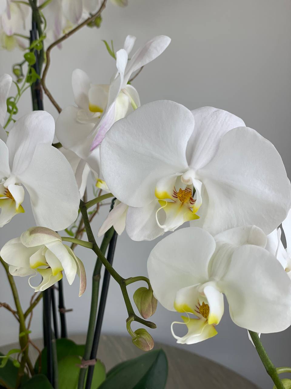 Orchid - 6 Stems