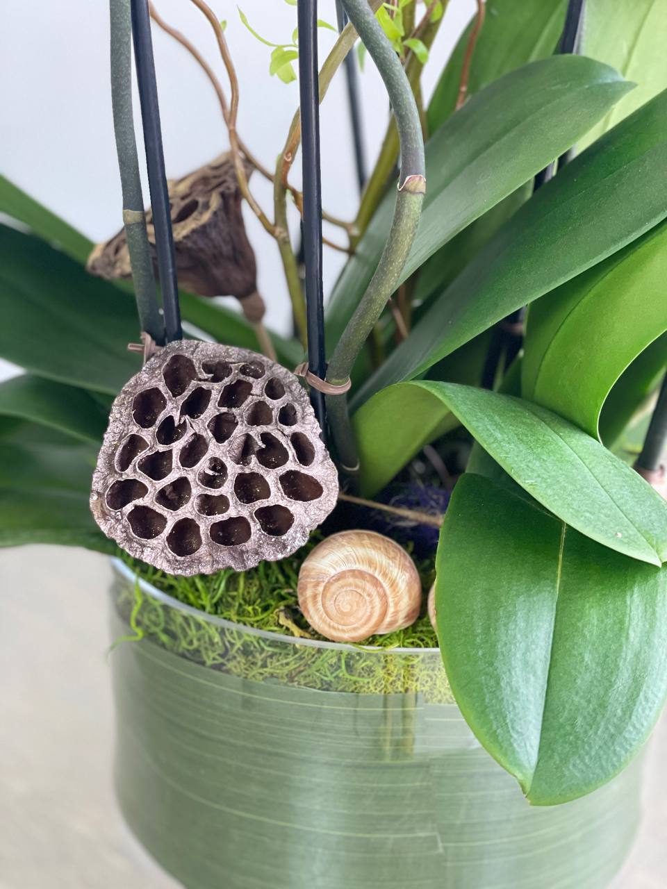 Orchid - 6 Stems
