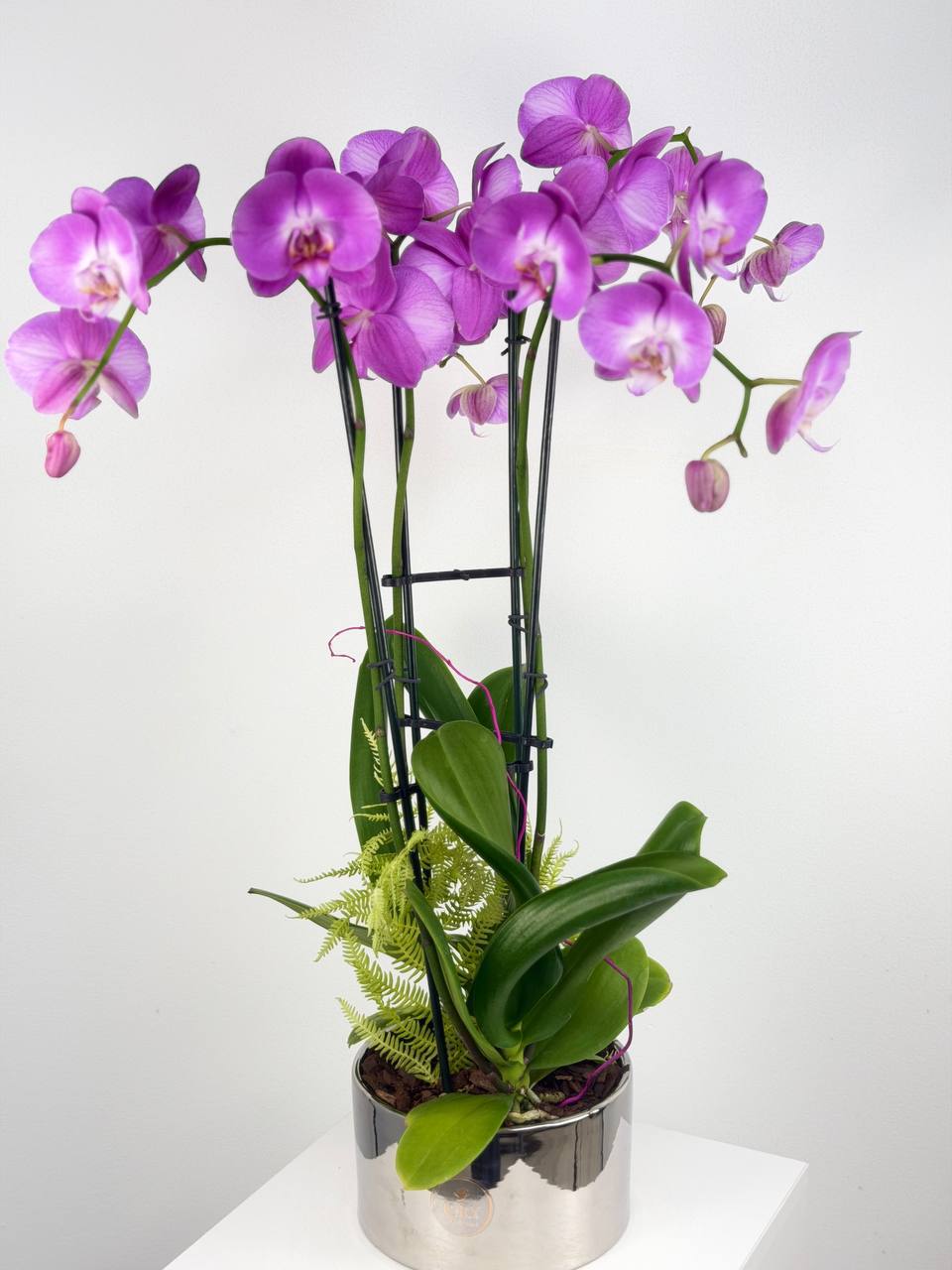 Orchid - 4 Stems