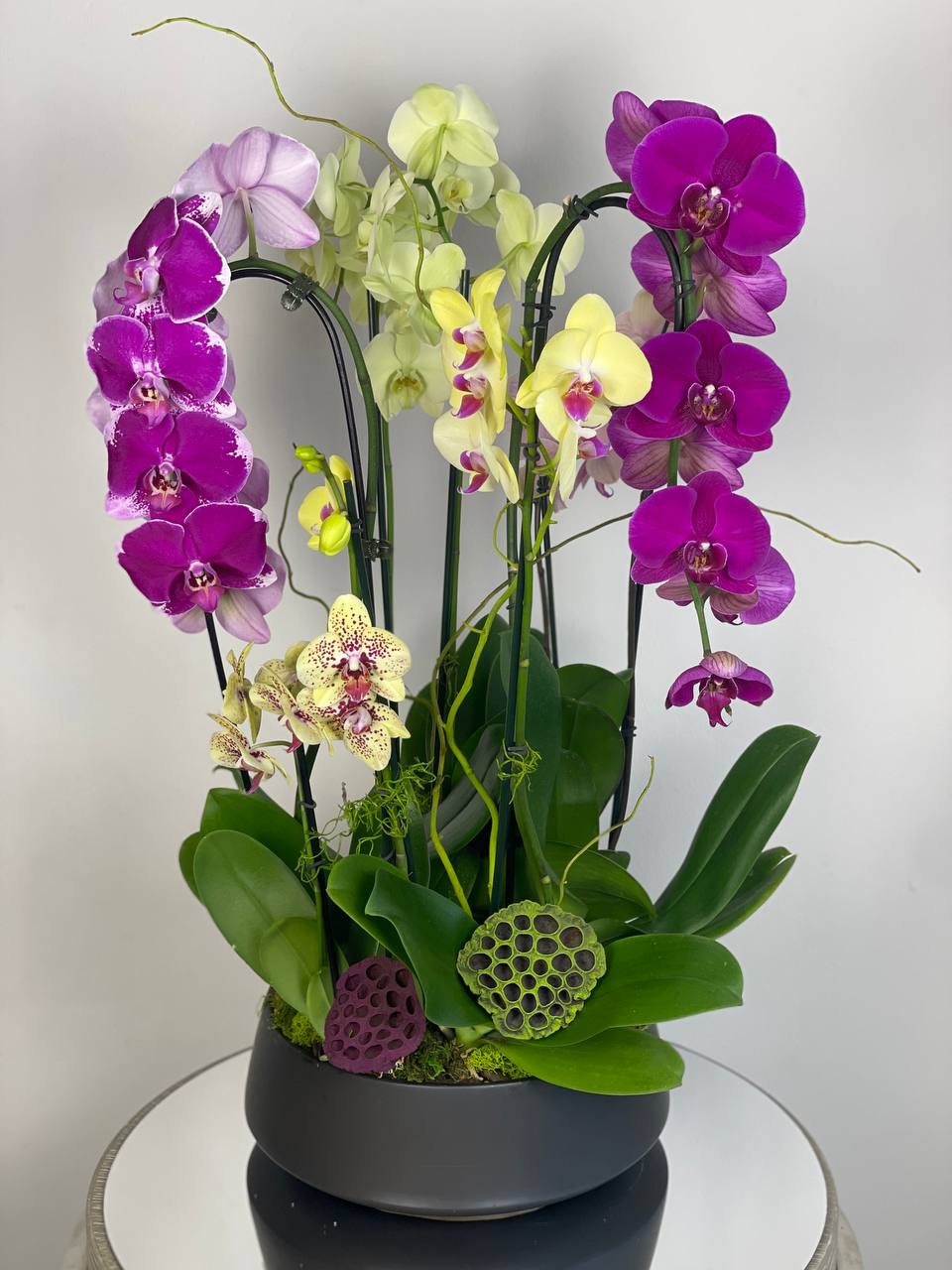 Orchid - 8 Stems